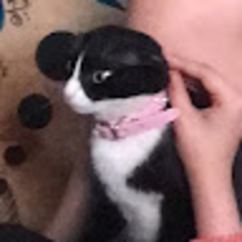 Meet your Posher, Venus